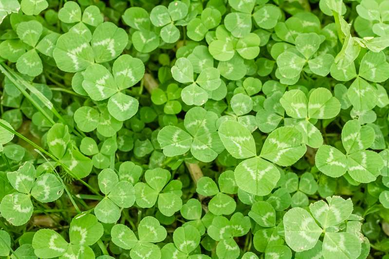 Homepage for Health & Wellness Weight Loss & Health red clover