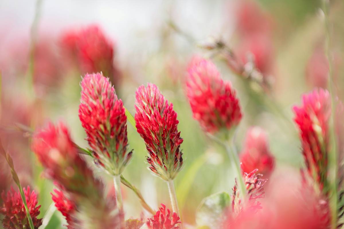 Natural Hot Flash Solution: 7 Proven Ways to Avoid Painful Menopause Symptoms